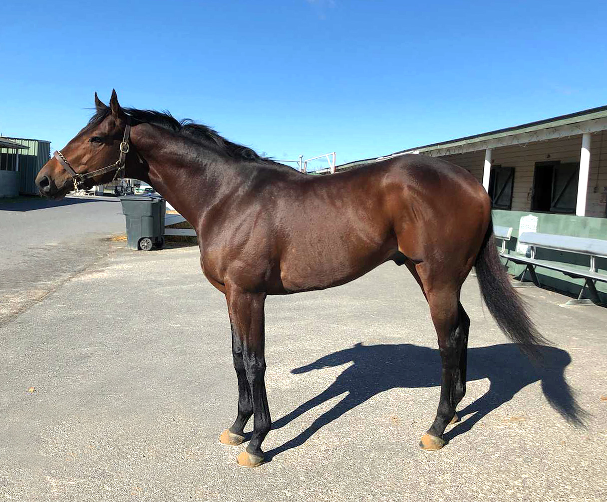 WV Stables Lead Astray